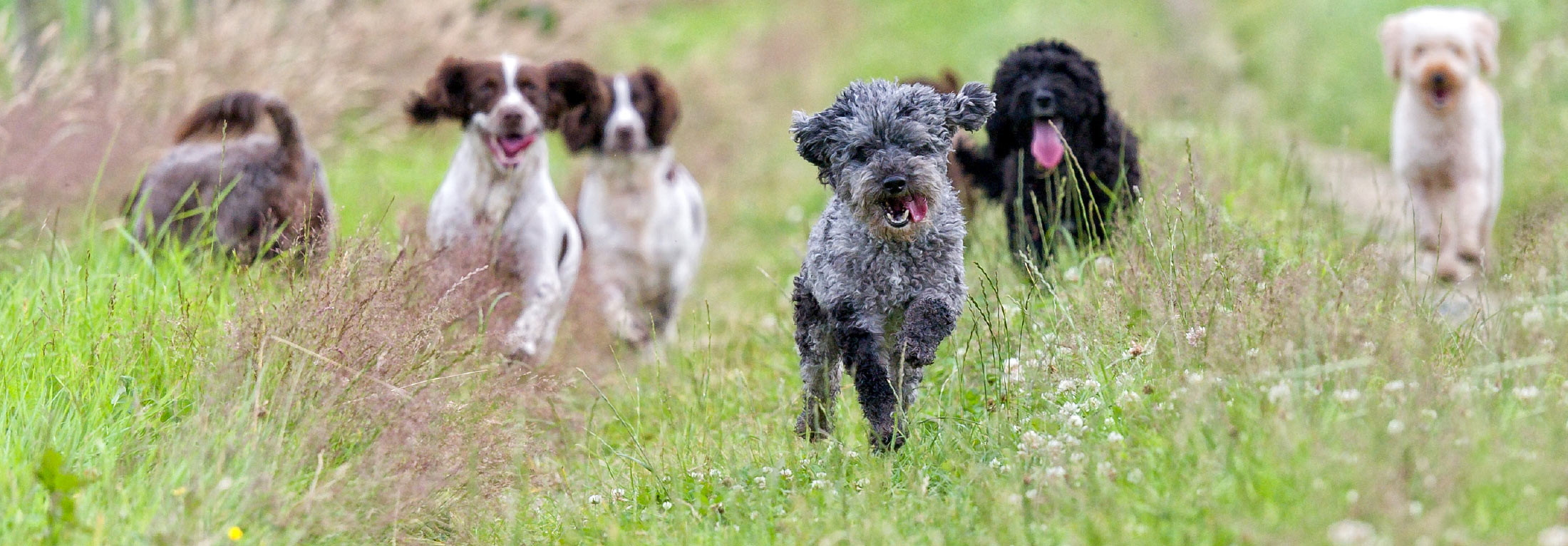 bg_dogs 4 Strong Paws