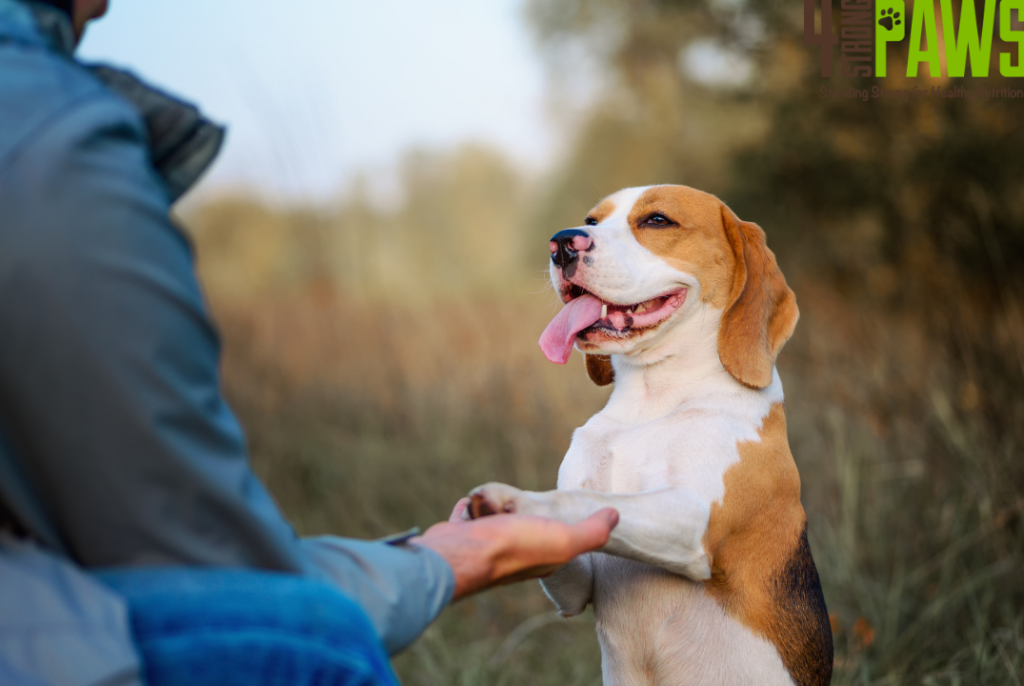 Keep Dogs Active in Winter
