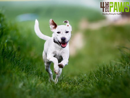 Ways to Keep Your Dog Engaged and Active During Shorter Days